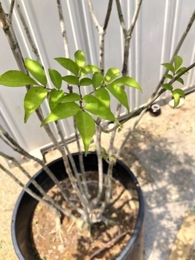 山採りアオダモ (購入者様が決まりました)