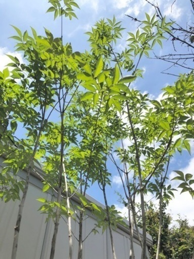 山採りアオダモ (購入者様が決まりました)