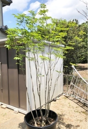 山採りアオダモ (購入者様が決まりました)