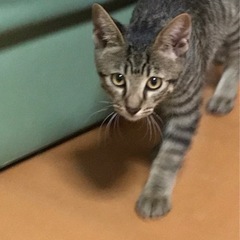 急募　キジトラの男の子　4ヶ月
