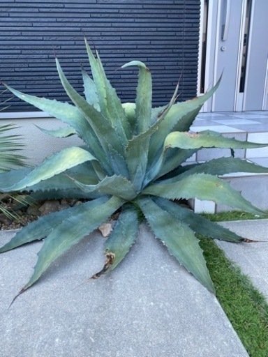 ダイス様おまとめアガベ