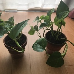 ポトス【残り土植木３鉢】の画像
