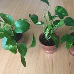ポトス【残り土植木３鉢】の画像