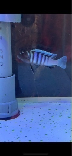 アフリカンシクリッド  Cynotilapia Zebroides ±6㎝WILD 熱帯魚