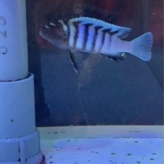 アフリカンシクリッド ラビドクロミス ムバンバベイ ワイルド6㎝