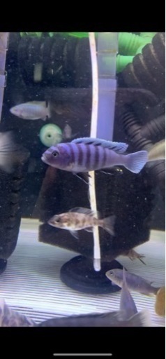 アフリカンシクリッド Cynotilapia Zebroides ±6㎝WILD 熱帯魚