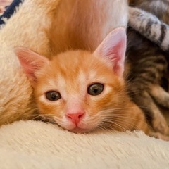茶トラ(オス)  生後2ヶ月  子猫  里親募集