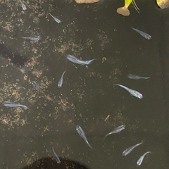 メダカ欲しい人お売りいたします。