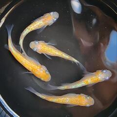 【お取引中】王華【1セット500円】