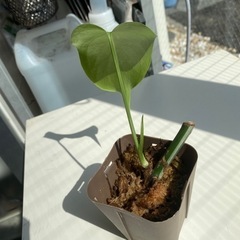 観葉植物　斑入りモンステラ　ハーフムーン　ボルシギアナ　ホワイトタイガーの画像