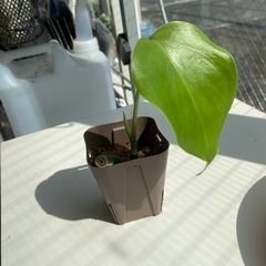 観葉植物　斑入りモンステラ　ハーフムーン　ボルシギアナ　ホワイト...
