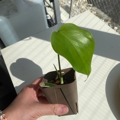 観葉植物　斑入りモンステラ　ハーフムーン　ボルシギアナ　ホワイトタイガーの画像