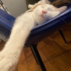 人が大好きな三毛猫