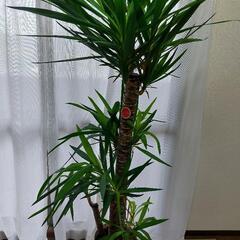 観葉植物　青年の樹