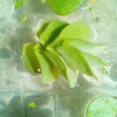 メダカ水草セットの画像