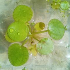 メダカ水草セットの画像