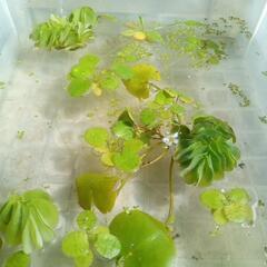 メダカ水草セットの画像