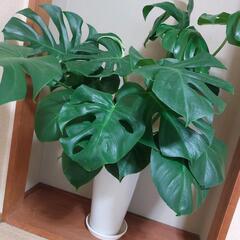 観葉植物　ホウライショウ