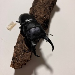 ⭐️天然ヒラタクワガタペア　wild個体!!