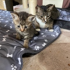 保護猫が8月2日に出産しました！