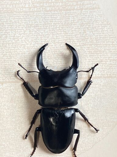 国産オオクワガタ ペアー ♂73mm ♀48mm