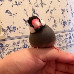1歳文鳥
