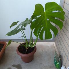 モンステラ 観葉植物の画像