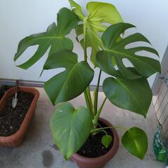 モンステラ 観葉植物の画像