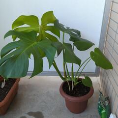 モンステラ 観葉植物