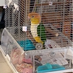 手乗り　シロハラインコ　里親様　募集 - その他