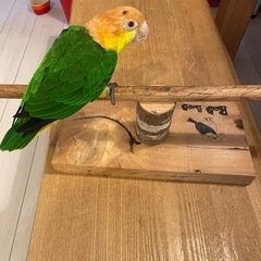 手乗り　シロハラインコ　里親様　募集 - 鎌倉市