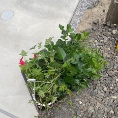 花苗差し上げます(日々草、クロサンドラ、コバノランタナなど)