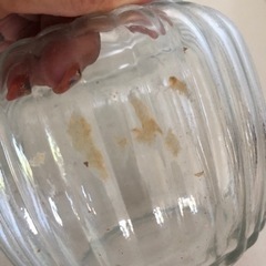 【あげます】オシャレな蓋つき瓶の画像