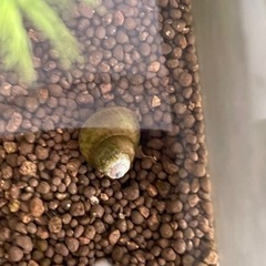 ヒメタニシ 3匹