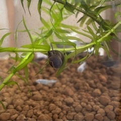 ヒメタニシ 3匹の画像