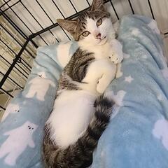 交通事故の子猫の里親募集中