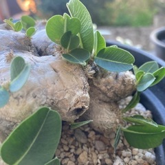値下げしました。塊根　塊根植物　恵比寿笑いの画像