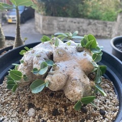 値下げしました。塊根　塊根植物　恵比寿笑いの画像