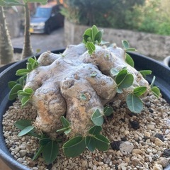 値下げしました。塊根　塊根植物　恵比寿笑いの画像