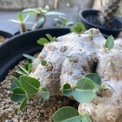 値下げしました。塊根　塊根植物　恵比寿笑いの画像