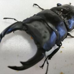 ☆★☆第2弾　国産オオクワガタ　能勢YG　大型血統　♂82.5+...