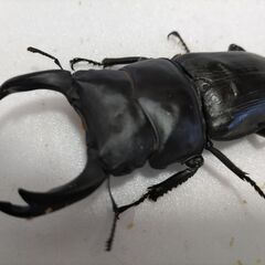 ☆★☆第2弾　国産オオクワ　能勢YG　大型血統　♂82.0+♀2頭☆★☆の画像