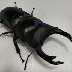 ☆★☆第2弾　国産オオクワ　能勢YG　大型血統　♂82.0+♀2頭☆★☆の画像