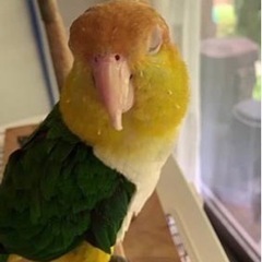 手乗り　シロハラインコ　里親様　募集 − 神奈川県
