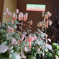 カランコエ　多肉植物