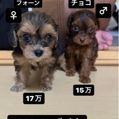 仔犬販売チワプーの画像