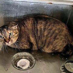 臆病すぎて攻撃性があり上級者向け、飼い主さんが病気で飼育不可能なため里親様を募集しています　かぎ尻尾のキジミケ、おっぽちゃん - いわき市