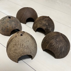 ココナッツシェルター