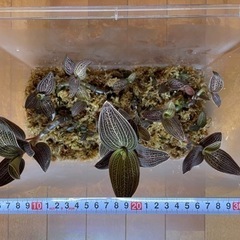 ジュエルオーキッドの画像