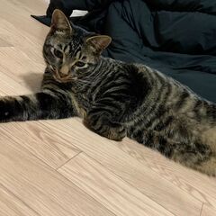 黒キジ　ジャンボ１歳半　かわいい性格おとなしく人懐っこいとても飽...